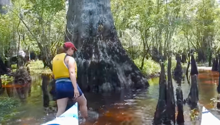 North Carolina Wants To Turn The Oldest Cypress Swamp In The World Into A State Park