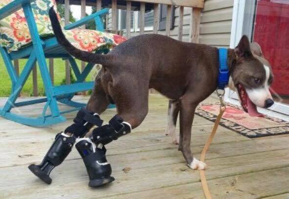 Abandoned Puppy Gets A New Chance At Life With Prosthetic Limbs