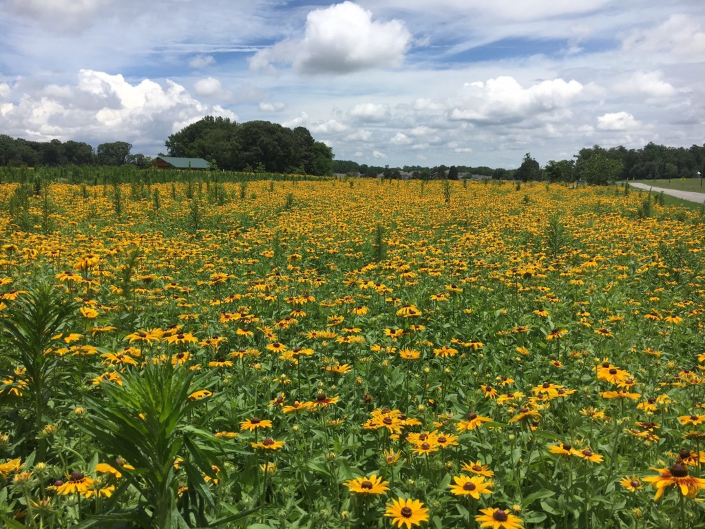 Clark Creek Nature Preserve