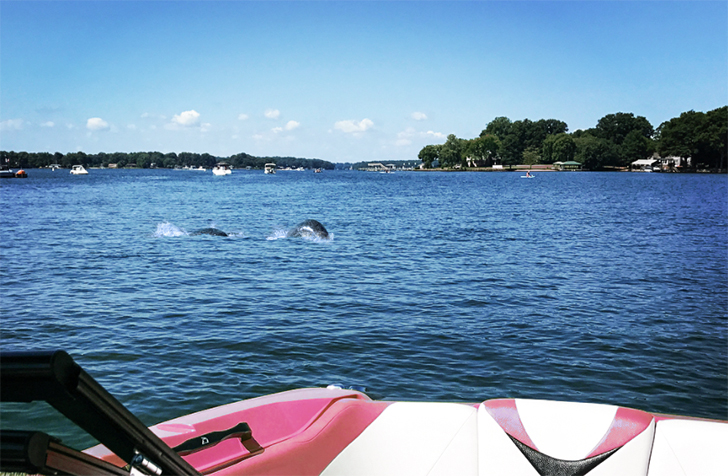 Creature Resembling Loch-Ness Monster Spotted In Lake Norman