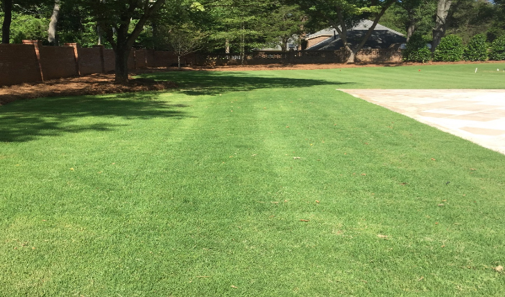 TifTuf Bermuda grass in Charlotte