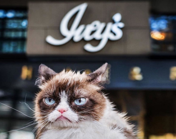 Social Media Star ‘Grumpy Cat’ Visited Charlotte. It was terrible.