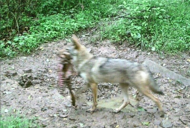 Coyote Sightings Around The Charlotte Region Are On The Rise