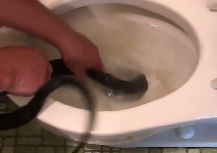 Video of Man Pulling 6′ Long Snake Out Of North Carolina Toilet Now Going Viral