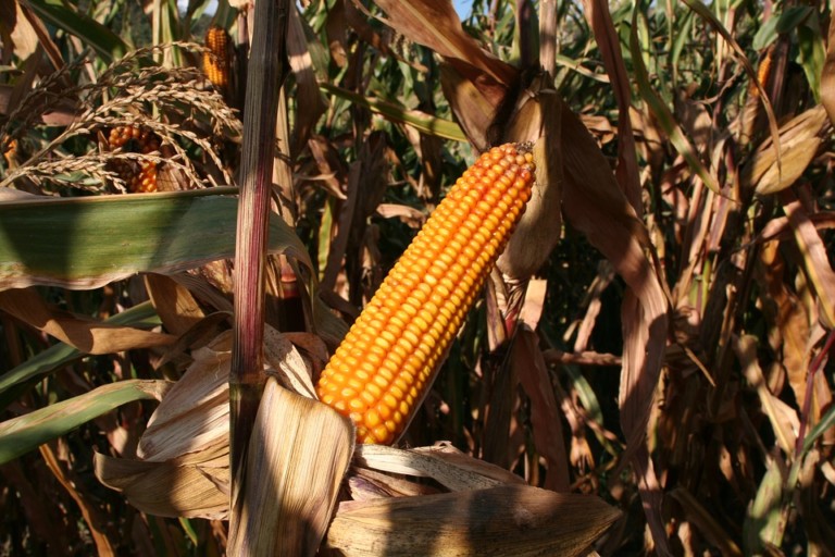 Corn Harvest Slower in Other States Except in North Carolina