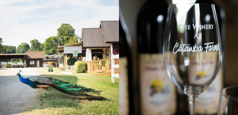 Catawba County’s First Winery Includes Free Wine Tastings and Peacock Feedings