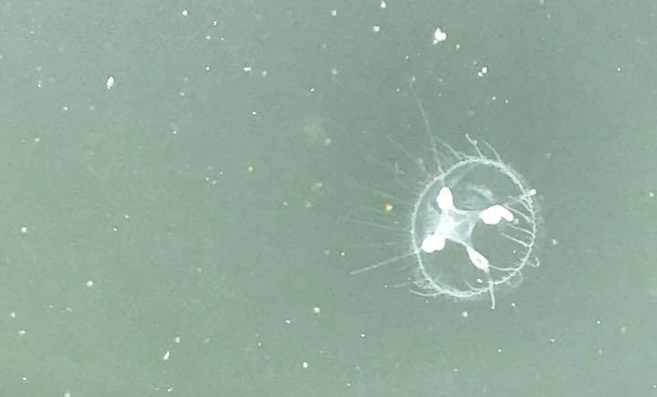 Jellyfish Have Just Been Spotted in Lake Norman (Video)