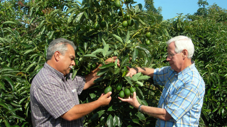 Global Avocado Distributor Opening First East Coast Operation Here in Charlotte