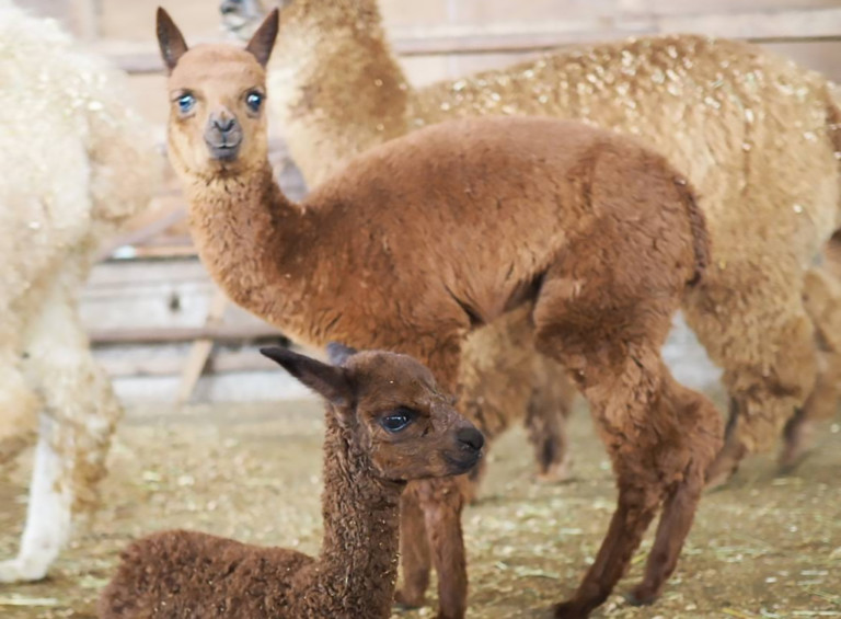 Hundreds of Alpacas Descending on Concord For The Southern Alpaca Celebration