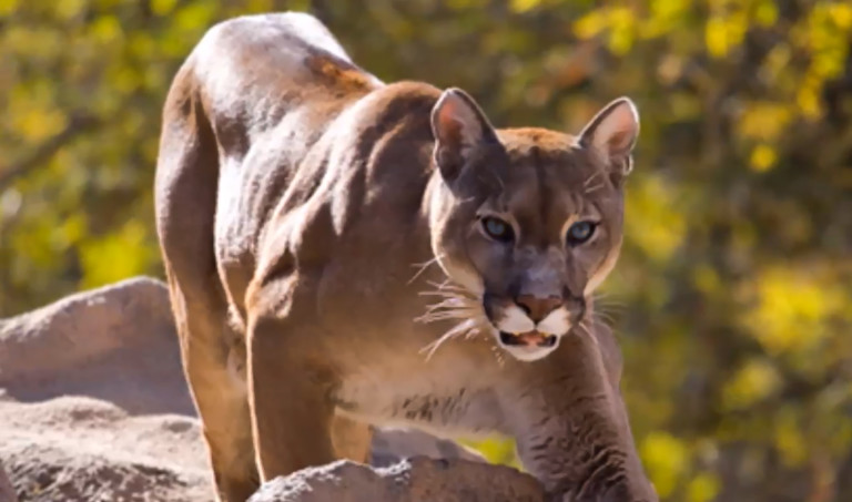 The Carolina Panther Has Officially Been Declared Extinct