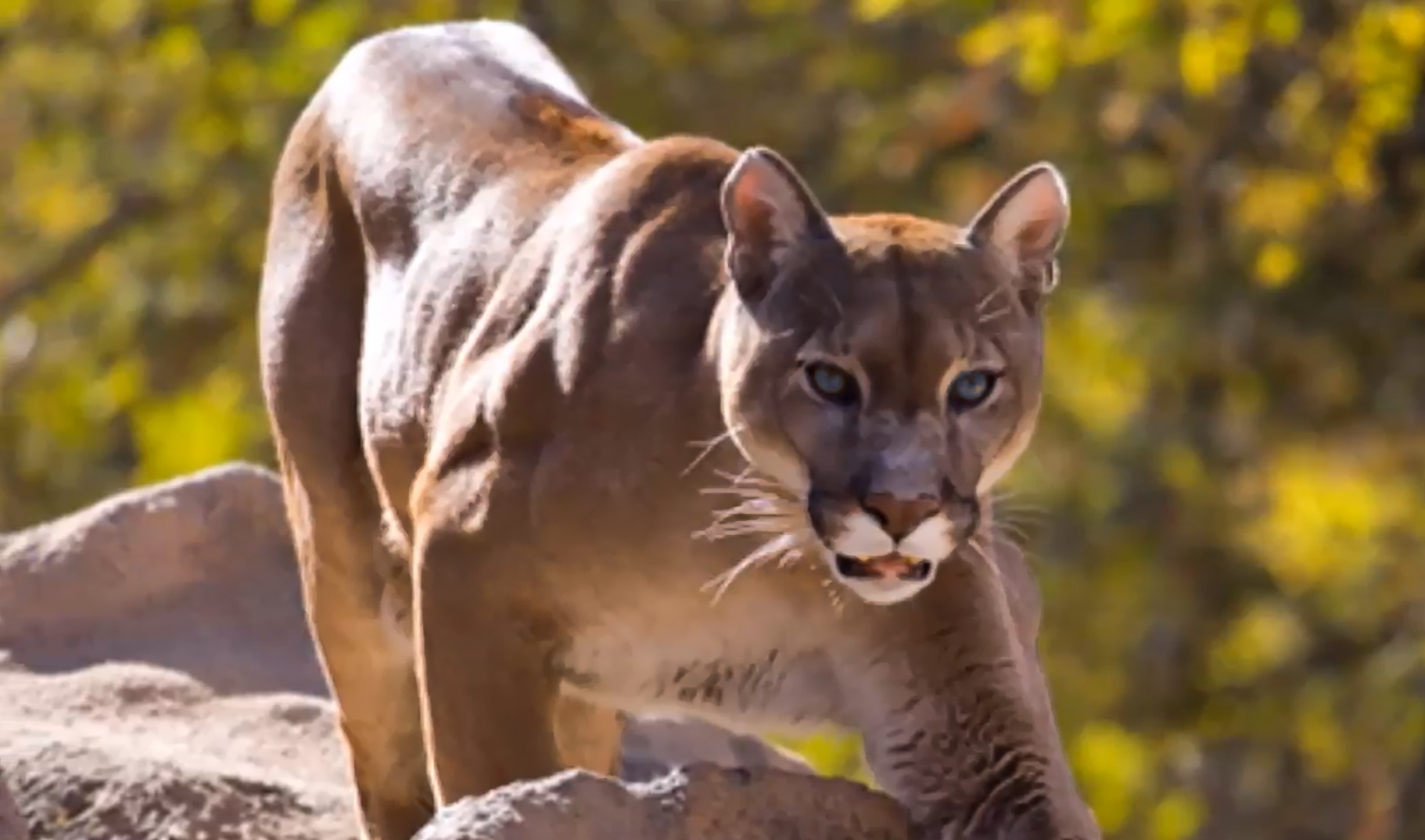 eastern cougar south carolina