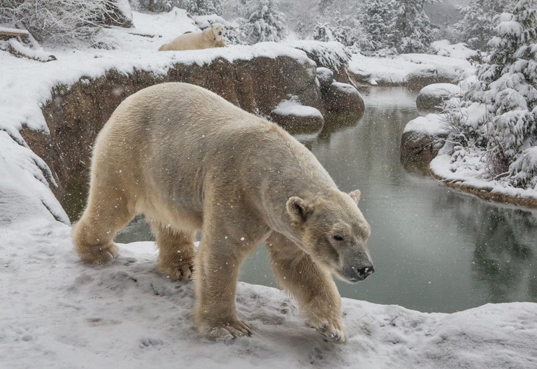 North Carolina’s Polar Bears Enjoyed Our Snow Day The Most