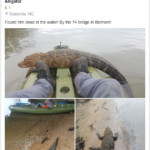 aligator found in lake wylie