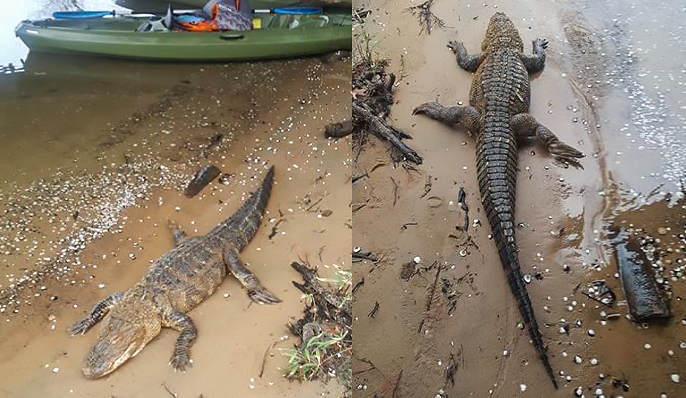 5-Foot-Long Gator Discovered Near Lake Wylie (Video)