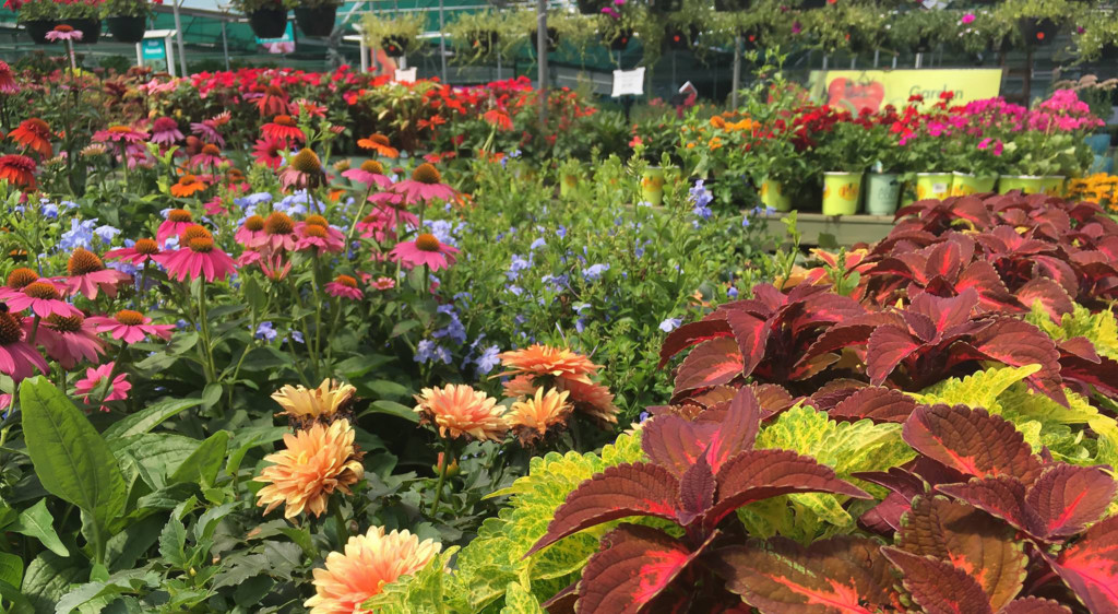 Pike Nurseries Hiring In Charlotte Stories