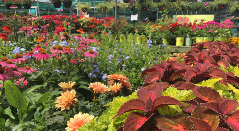 Garden Centers Around Charlotte Hiring Hundreds of New Employees For Spring Season