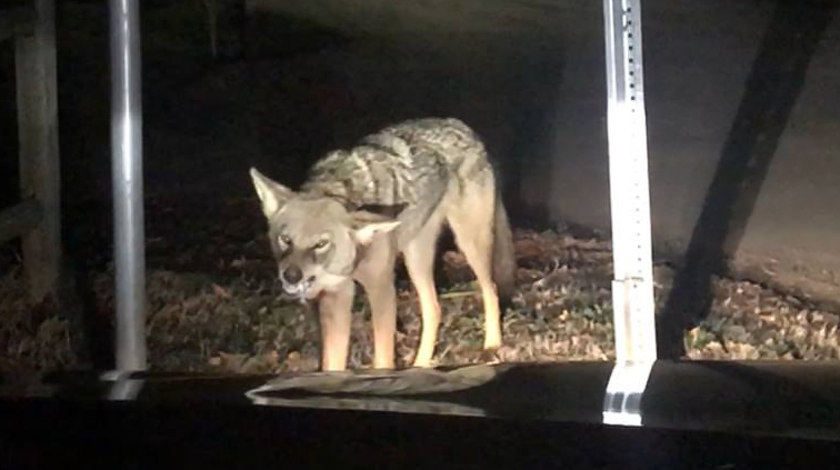 Rabid Coyote Attacks Car in Huntersville (Video)