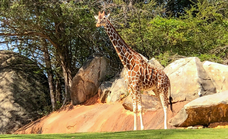 The Largest Zoo In The World Is Now in North Carolina