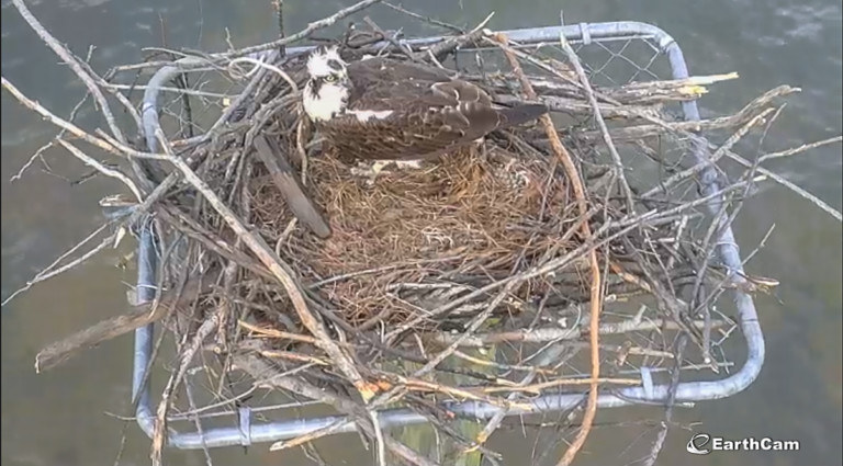 EarthCam Is Live Streaming Webcam Views of Osprey Nest on Lake Norman