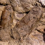 chicken dinosaur eggs revealed at nc museum