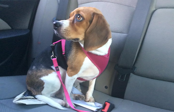 Do Dogs Really Help You Deal with Mental Health Issues?