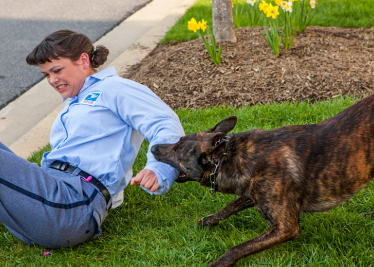 Charlotte Ranked One Of The Worst Cities In America For Postal Worker Dog Attacks