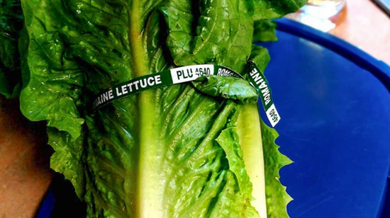 FDA Issues Massive Recall For Romaine Lettuce Sent To Carolinas Due To E. Coli Contamination