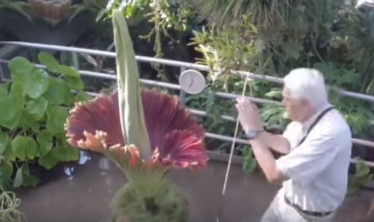 The Legendary ‘Corpse Flower’ Is About To Bloom At UNCC