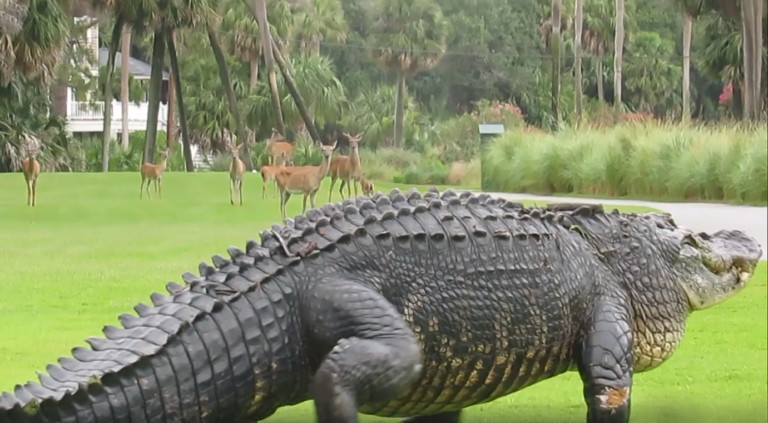 Monster 12′ Long Gator Stuns Deer and Golfers in South Carolina (Video)