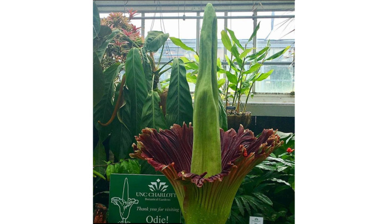 Charlotte’s Largest Ever ‘Corpse Flower’ Just Bloomed At UNCC