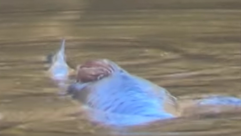 Video of Blue ‘Mutant Fish’ Filmed in Gaston County Lake Now Going Viral