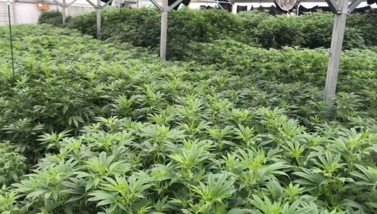 One of SC’s First Legal Hemp Farms In Nearly 90 Years Will Start Giving Tours