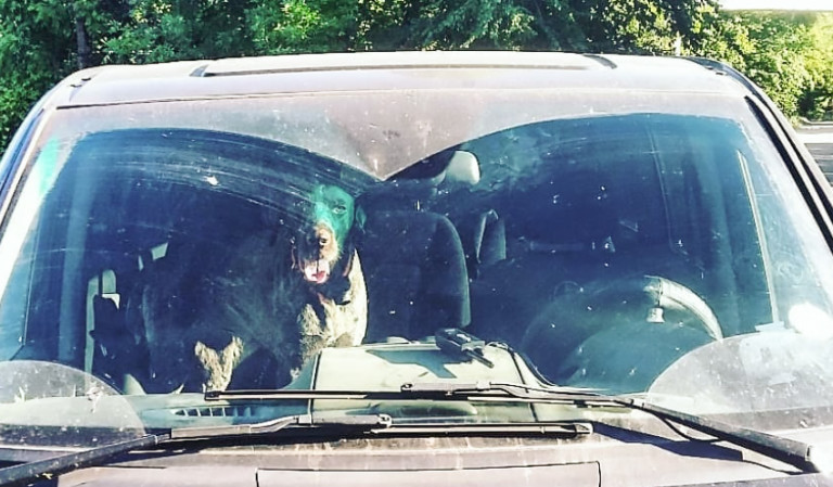 Charlotte Man Arrested For Leaving Dog In Car With Windows Rolled Up For 4 Hours