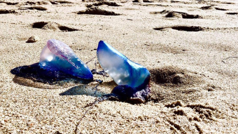 Dangerous Jellyfish-Like Creature Washing Onto Carolina Beaches