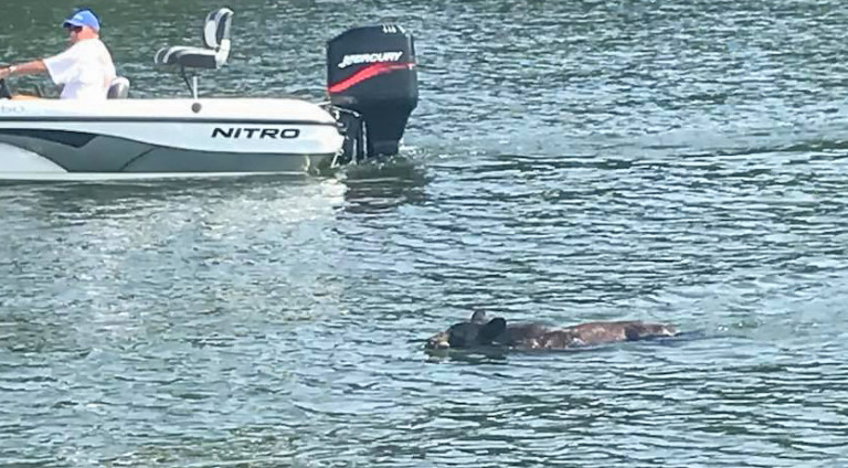 Black Bear Found Swimming Across Lake Wylie (Video)