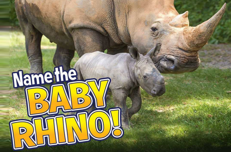 The North Carolina Zoo Needs Help Naming Their New Baby Rhino