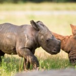 north carolina zoo baby rhino