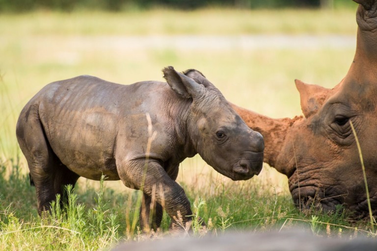 North Carolina Zoo Announces Name of Baby Rhino Chosen Through Public Poll