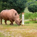 north carolina zoo rhino naming