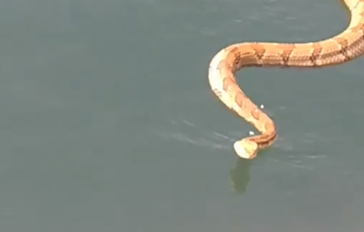 Video of Rattlesnake Swimming Toward Family On North Carolina Lake Now Going Viral