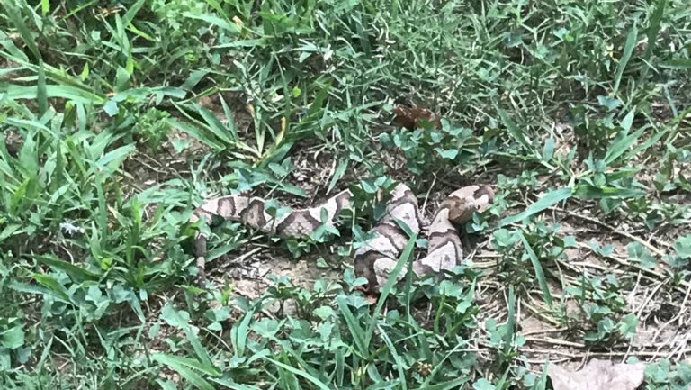 Snake Bites On The Rise Around Charlotte – Here’s How You Can Stay Safe