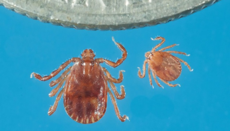 NC Issues Warning About New Invasive Tick Species That Can Reproduce Asexually