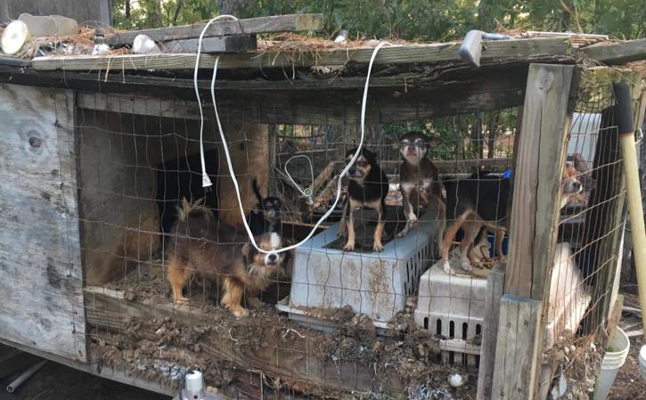 Charlotte SPCA Issues Urgent Please For Donations After Illegal  Puppy Mill Discovered