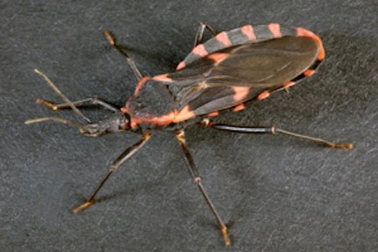 Infectious Disease From ‘Kissing Bug’ On The Rise in Southern States