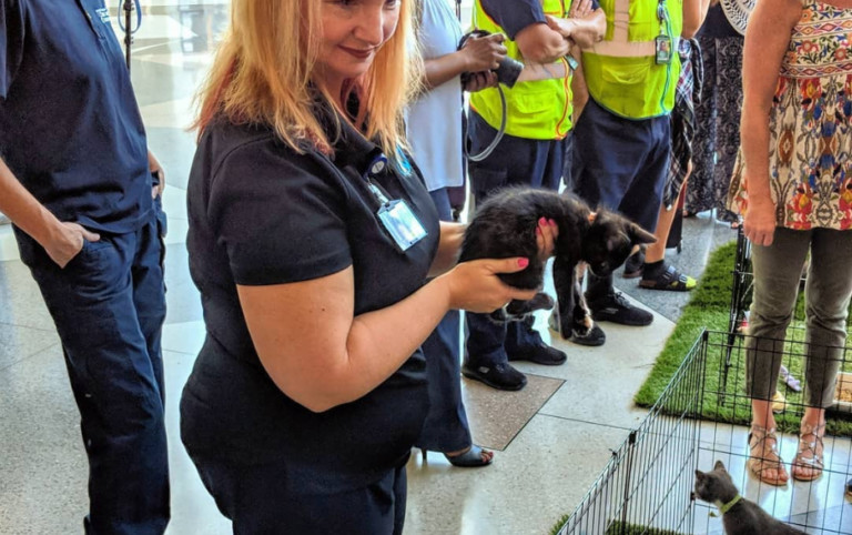 Charlotte Douglas Airport Just Launched A New Kitten-Cuddling Initiative