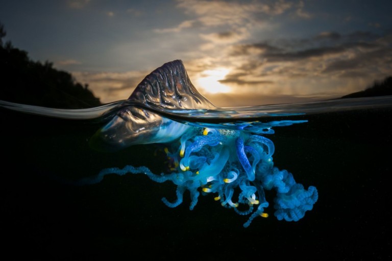 Dangerous Jellyfish-Like Creature Washing Onto South Carolina Beaches