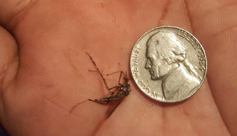 Florence Woke Billions of Giant Mosquitoes – NC Gov Spending $4 Million To Fight Back