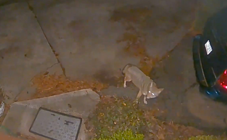 Pack of Coyotes Spotted South of Uptown Charlotte (Video)