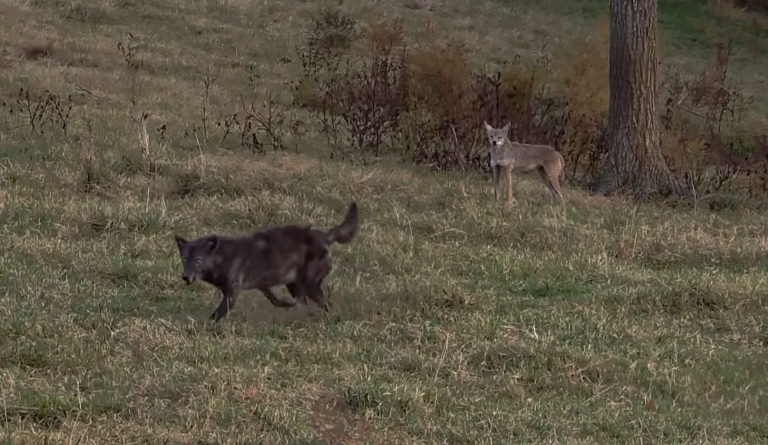 3 Mysterious ‘Devil Dogs’ Discovered and Killed In Recent North Carolina Hunt