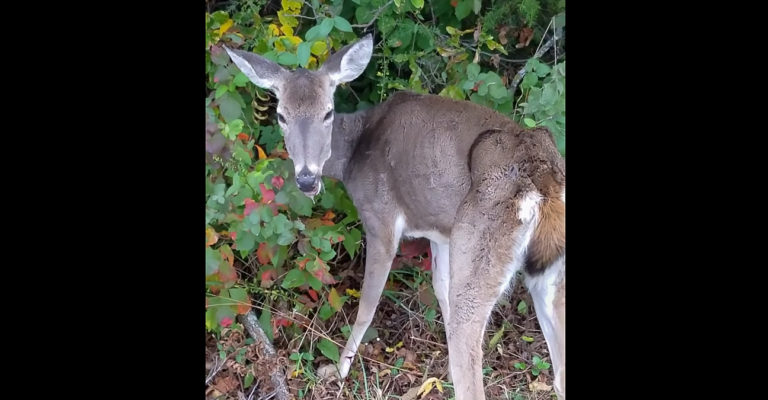 2nd NC Deer Tests Positive For CWD or ‘Zombie Deer Disease’